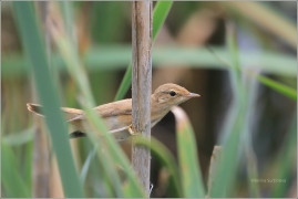 <p>RÁKOSNÍK OBECNÝ (Acrocephalus scirpaceus) /Eurasian reed warbler – Teichrohrsänger/</p>